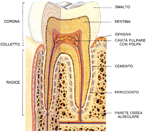 Parodontologia e Terapia parodontale
