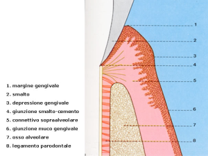 Parodontologia e Terapia parodontale2